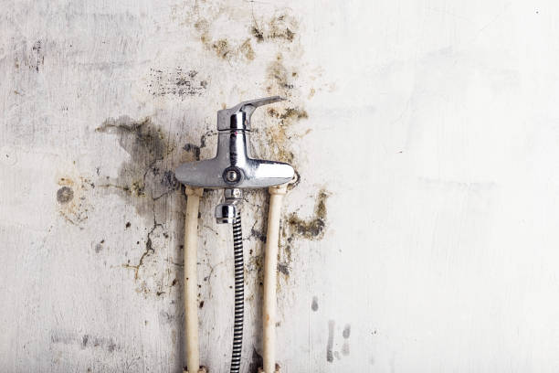 Best Local Mold Removal Service  in Ellensburg, WA