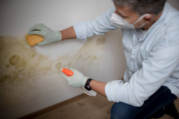 Best Mold Cleaning Services  in Ellensburg, WA