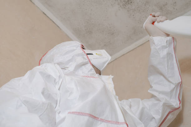Best Best Mold Removal Companies  in Ellensburg, WA