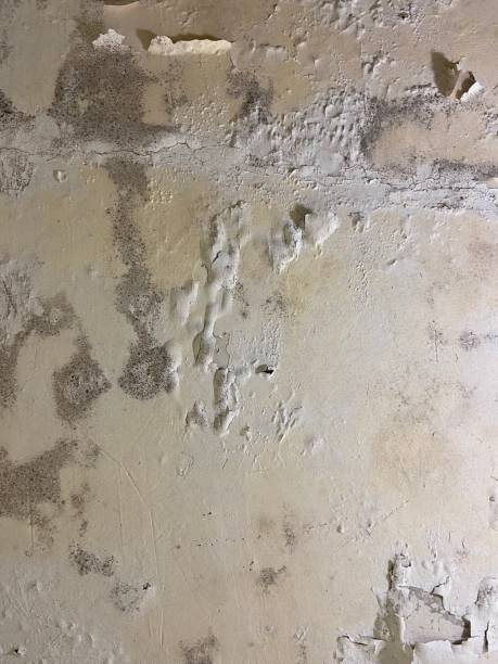 Ellensburg, WA Mold Removal Company