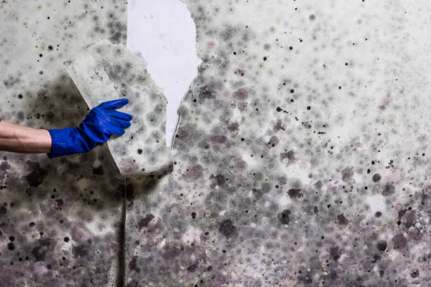 Best Mold Testing  in Ellensburg, WA