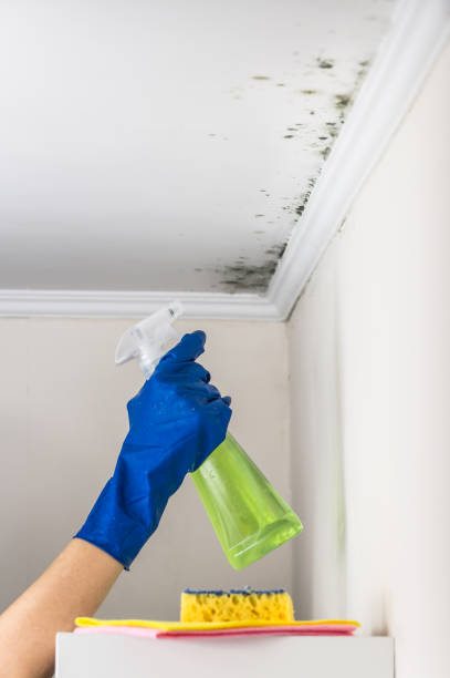 Best Commercial Mold Removal  in Ellensburg, WA